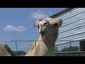 Camel S Testicles Bitten By Woman At Louisiana Truck Stop Petting Zoo Authorities