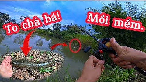 Câu lure cá lóc bằng mồi mềm ở điểm câu mới toàn lên hugo.