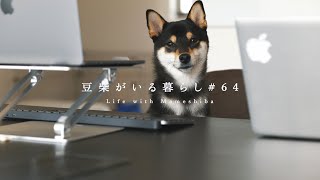 【Work Routine】愛犬と働けるオフィスでの仕事スタイル