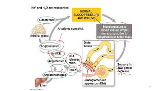 Homeostasis | Role of ADH and aldosterone and Positive feedback mechanism