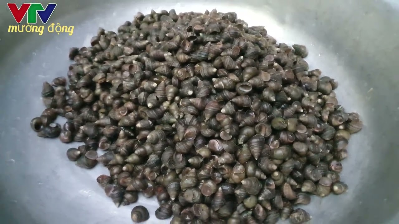 đỉnh dốc ve vtv mường động 