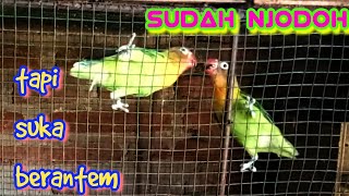 Lovebirds are already a couple but still like to fight??