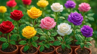 Unique way to propagate roses! Simple but effective.