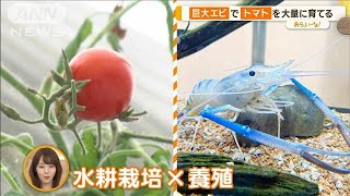 エビでトマトを　土のない“小さな地球”…「アクアポニックス」農法【あらいーな】(2023年10月4日)