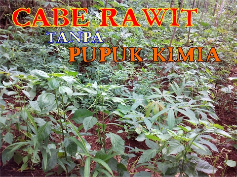 iTanamani Cabe Rawit Subur iTanpai iPupuki iKimiai Inilah Hasilnya iTanamani Cabe Rawit Subur iTanpai iPupuki iKimiai Inilah Hasilnya