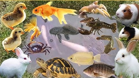 Ồ! Nhận cá nước ngọt con cá thật, cá rô đồng, cá trê, cá lau kiếng, cua, rùa, thỏ mầu trắng, chuột