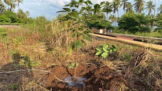 Reforestando 🌍