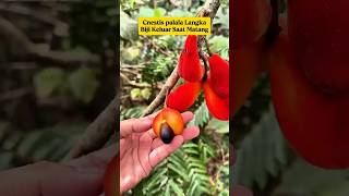 When This Fruit Ripens The Black Seeds Come Out On Their Own
