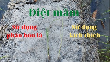 OM34 & OM380| Diệt mầm kèm phân bón lá hay thuốc kích thích