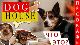Пёсокафе в Новосибирске | DOGHOUSE| Приют для собак или что-то большее?