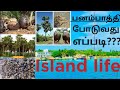   islandlife delft palmyra palmyrafruit trees nature jaffna 