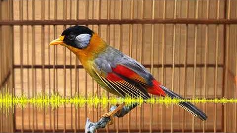 Kicau Burung Pancawarna Gacor Suara Kontras Super Kencang