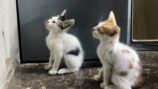 قطتين لطيفه 🥰 تعيش في الشارع