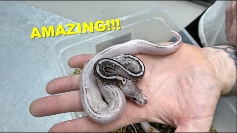Update On Dehydrated Baby Ball Pythons | Egg Cutting !!