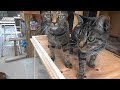 終わらない猫ハウスプロジェクト おばさんの予想の上を行くおじさん