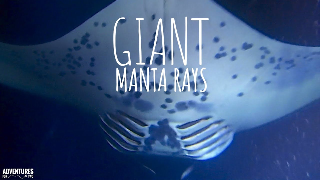 hawaii night dive manta ray hawaii night dive manta ray