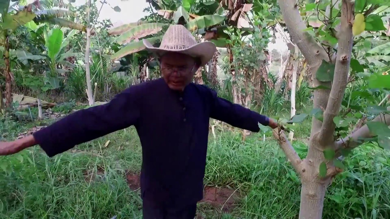 ปลูกต้นทองหลางเพื่อบำรุงดิน อ.กมล พรหมมาก