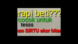 Bunyi sirtu ekor hitam (bahan)