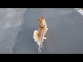 柴犬Vivi  ブルースカイと柴犬  Blue Sky with Shibainu