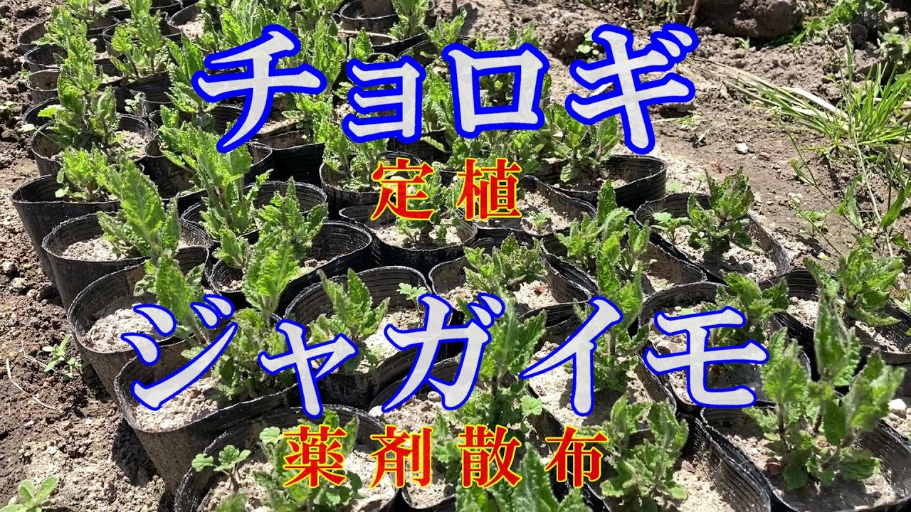 ちょろぎ6kg 珍しい生のちょろぎを採りたてでお届け※種芋に