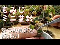 もみじミニ盆栽　芽つみ剪定と苔はり！