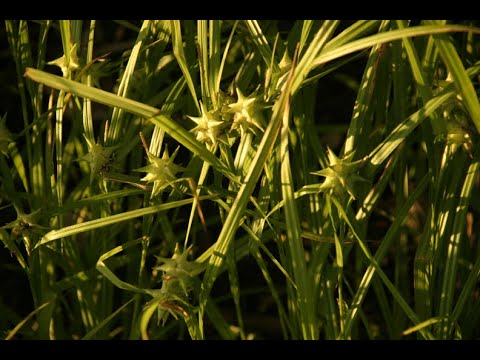 Video: Ano ang Gray's Sedge: Gray's Sedge Care At Growing Conditions