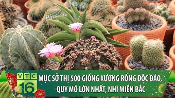 Mục sở thị 500 giống xương rồng độc đáo, quy mô lớn nhất, nhì miền Bắc | VTC16