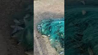 pecah rekor jala ikan di pintu air dapat ikan sekabupaten terciduk Nets fishing