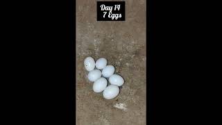 Budgies Eggs to hatch chick routine #budgies #shorts
