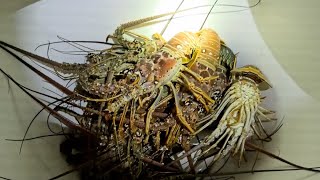 Mini lobster season 2025 NIGHT DIVE! 