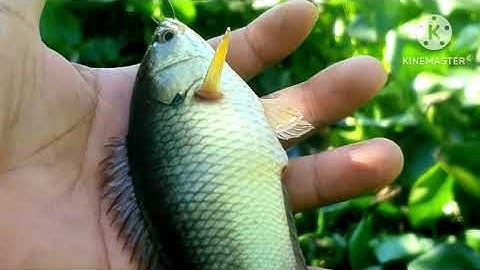 Câu cá rô đồng. cá trắng tự nhiên ] Natural fishing @chuachactv