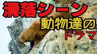 【閲覧注意】滑落する動物たちのドラマ screenshot 5