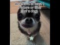 How to turn your like button into a paw #dogs #likeandsubscribe