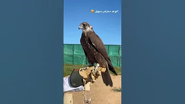 من نوادر الحرار المجاهيم فرخ حر التاي طرح منغوليا 2024 الوعد معرض سهيل كتارا في قطر 