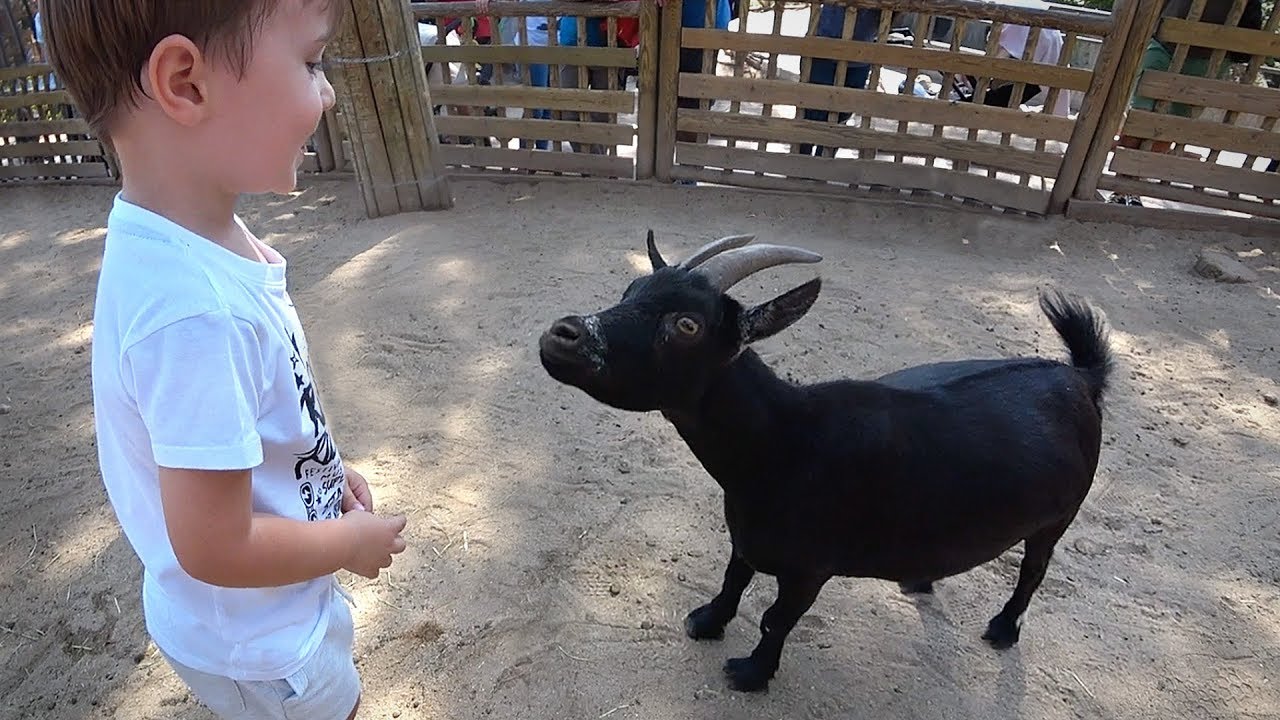 NA JAULA DO ZOOLÓGICO COM A CABRA!! Zoo Aquarium de Madrid Espanha - Daily Vlog em Familia e Animais