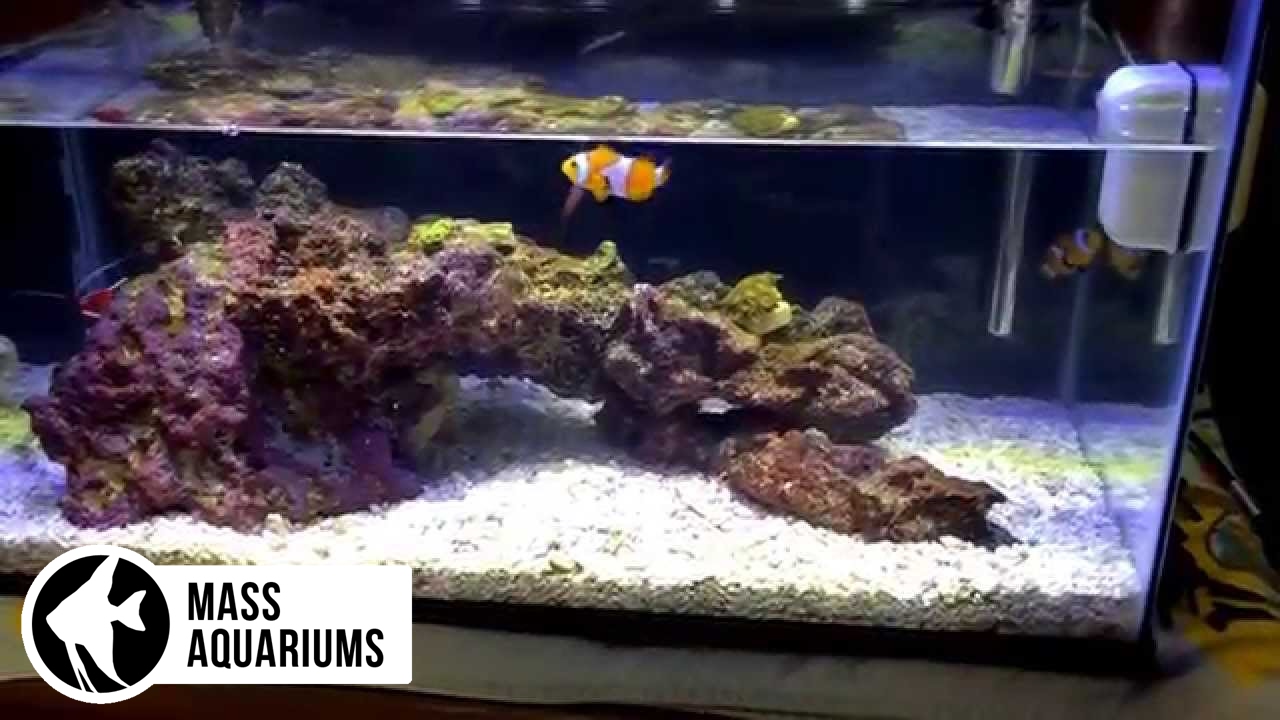 How to Dip Corals 10 gallon Reef, dipping Zoanthids to prevent
