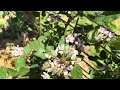 Spring Mayfest:  Growing Berries with Beehives Ahead
