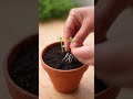 La méthode des jardiniers pour clous vigoureux avec citron