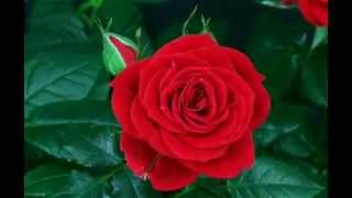 Magic of Rose screenshot 3