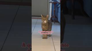 Mon chat se prend pour un PRÉDATEUR 🦁