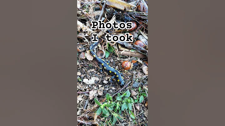 photos  #photo #pictures #videos #youtubeshorts #animals #pets