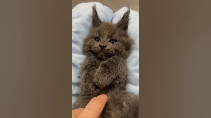 Video 10373261: mainecoon kitty cutecat, mainecoon cutecat pets, mainecoon kitten cute kitty, mainecoon kitten love, boy mainecoon, blue mainecoon