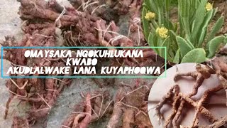 Lempande_yenzakonke_umshin'oyshintshayo_AK47
