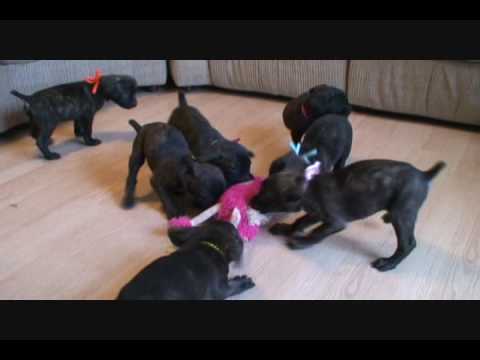 Cane Corso Puppy Tug Wars (death of the pink fuzzy chicken!)