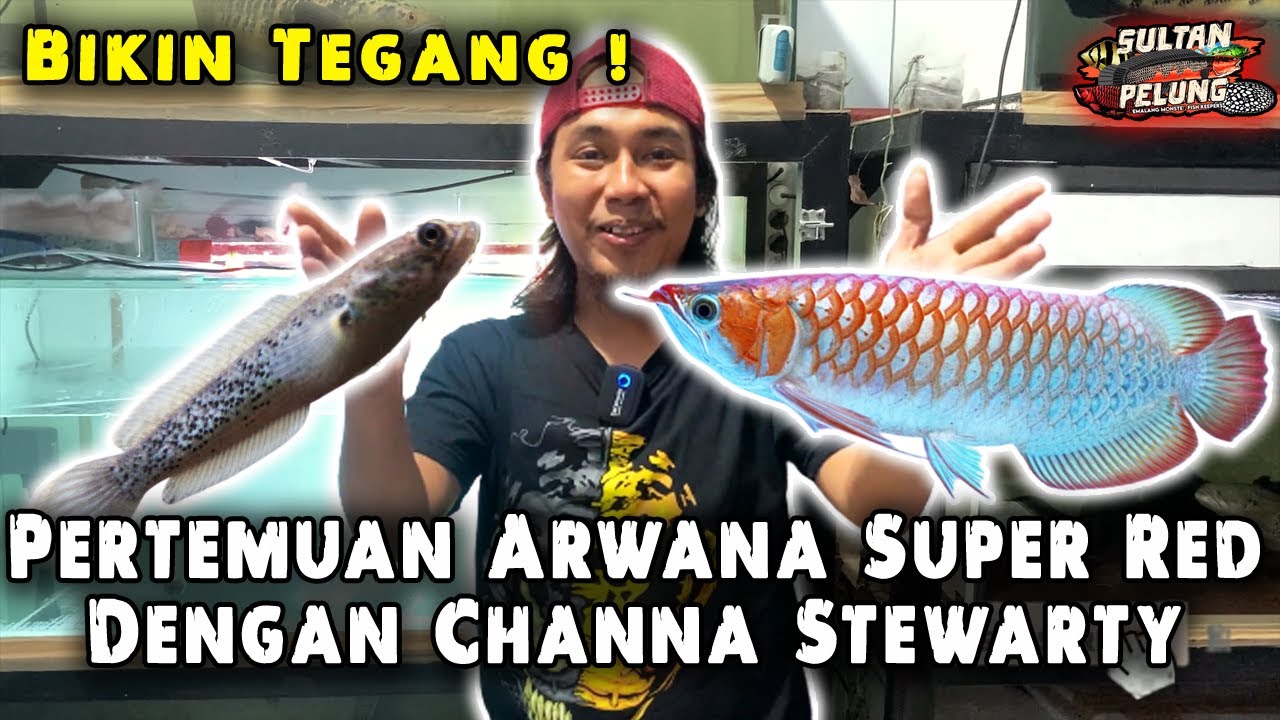 MENEGANGGKAN ❗ COMTANK CHANNA STEWARTY DENGAN ARWANA SUPER RED