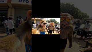 Licese edukkurom 🤣 #KuranganVlogs #MonkeyTravel #JungleVlogger #WildLifeVlogs  #TravelWithMonkey