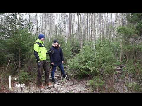 Video: Kuidas Valida Looduslikku Jõulupuud