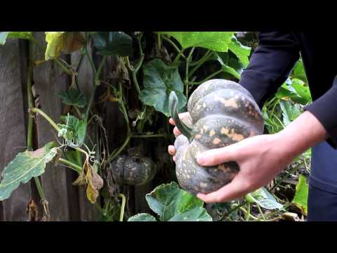 Video: Leer hoe u kunt zien wanneer pompoenen rijp zijn