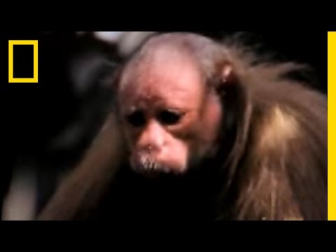 Red Uakari Monkey | National Geographic