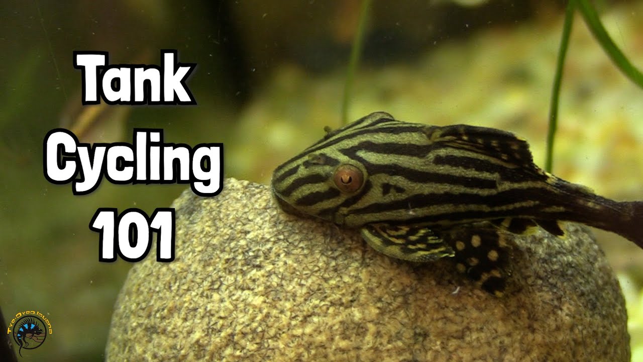 How to Cycle a Fish Tank and the Nitrogen Cycle Explained! 🐠 - YouTube